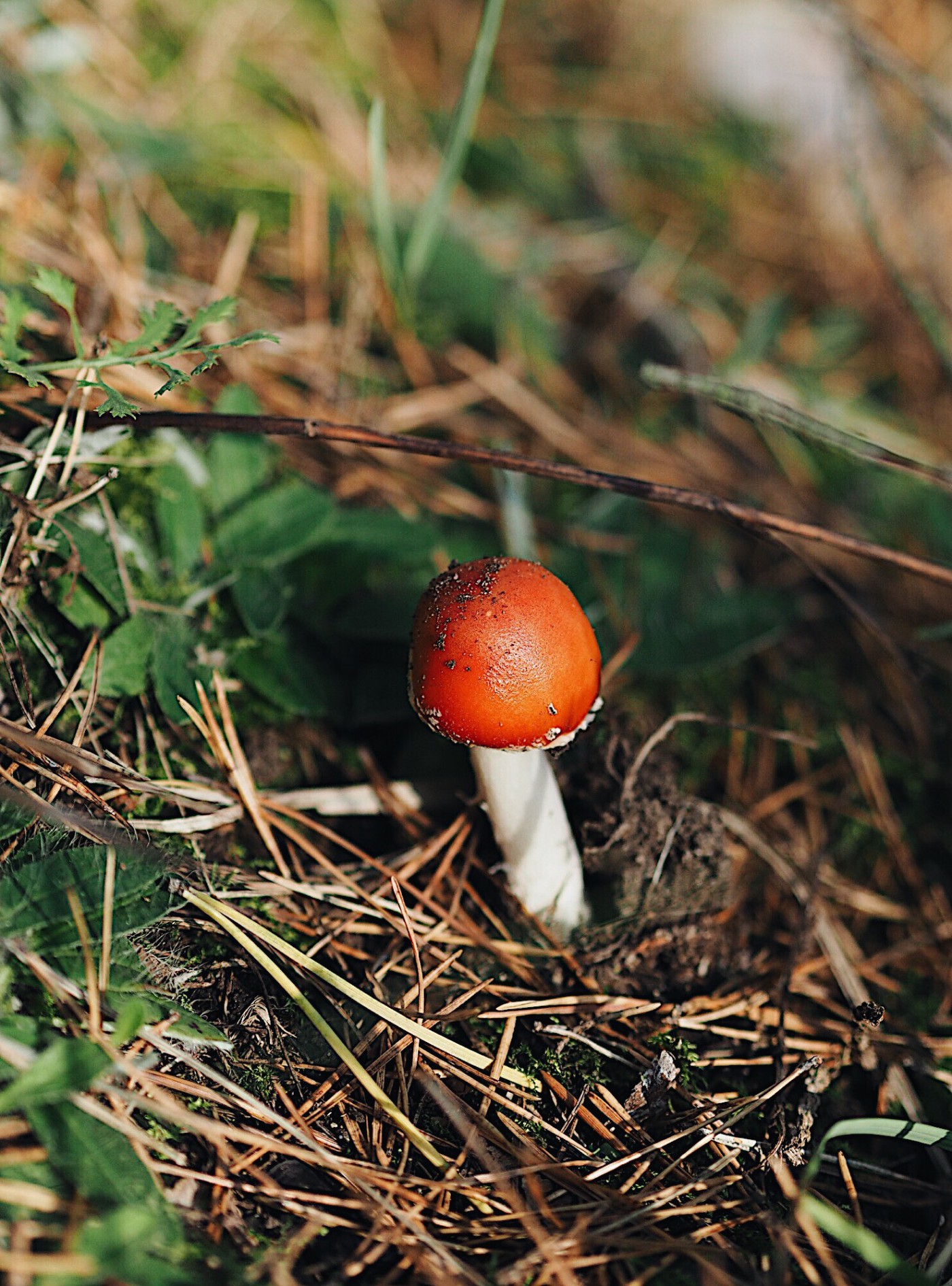 mushroom fairytale folkmagazine evafedeveka photography