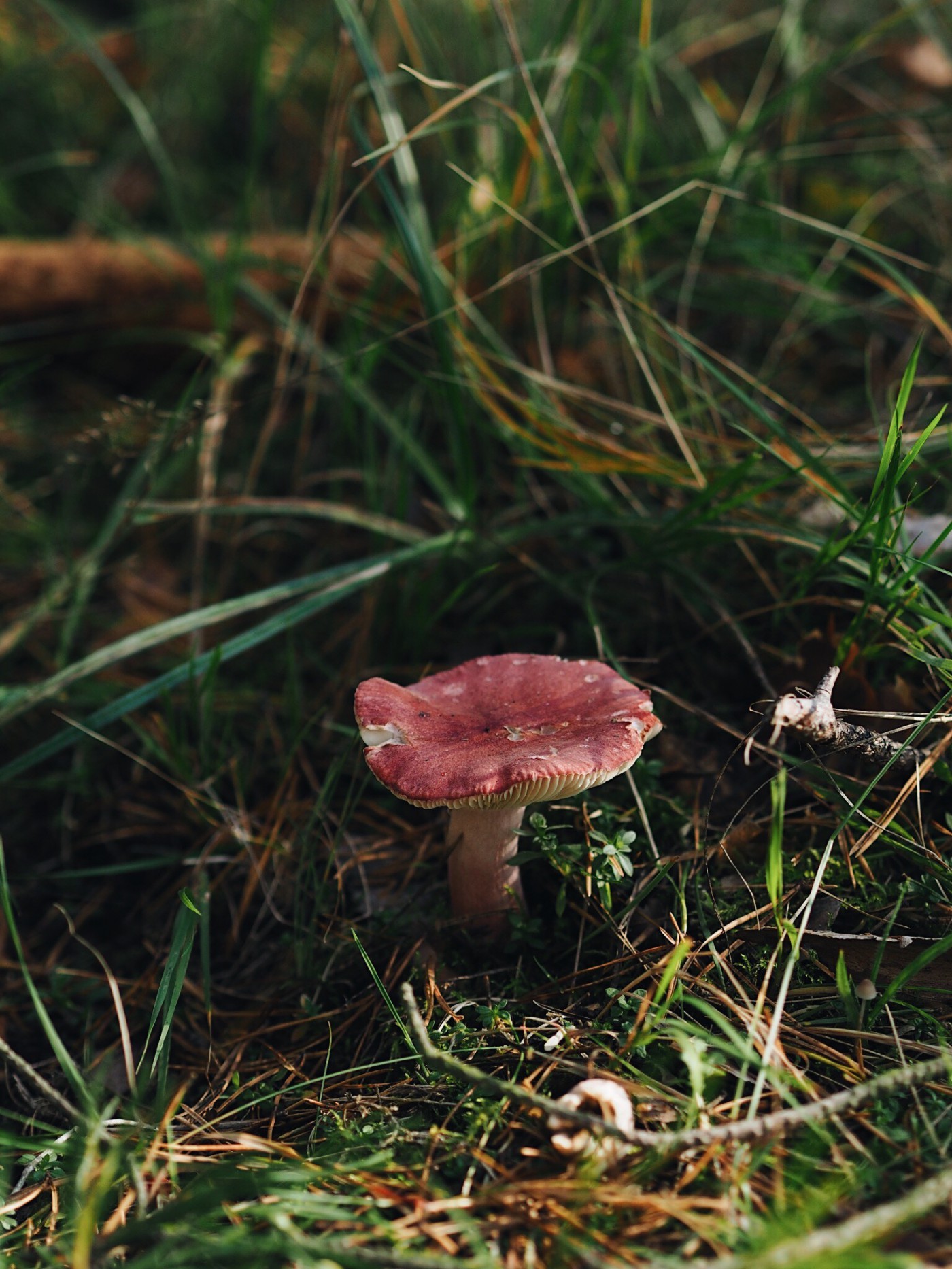 mushroom fairytale folkmagazine evafedeveka photography