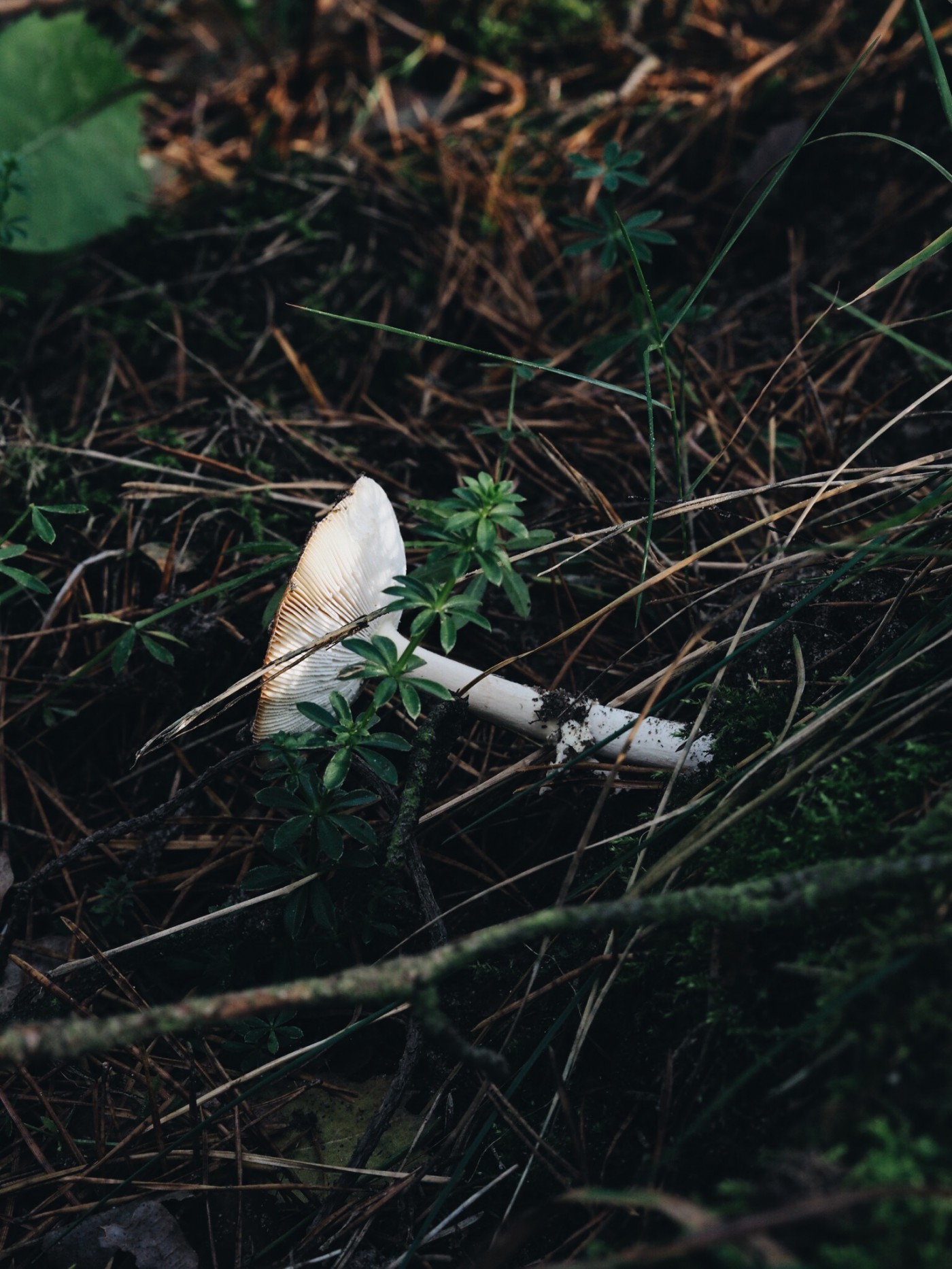 mushroom fairytale folkmagazine evafedeveka photography