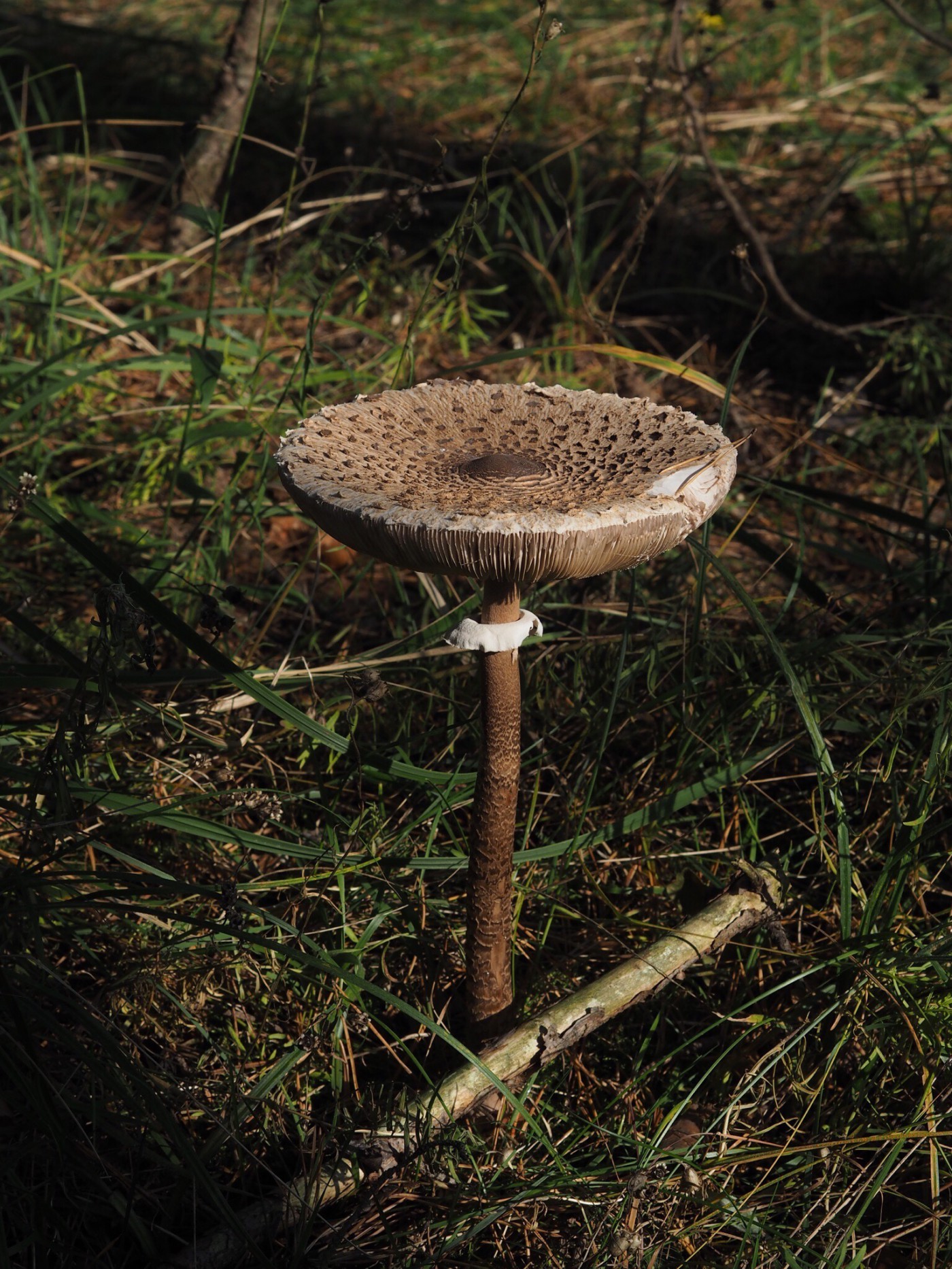 mushroom fairytale folkmagazine evafedeveka photography