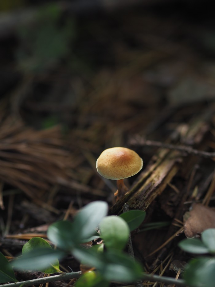 mushroom fairytale folkmagazine evafedeveka photography