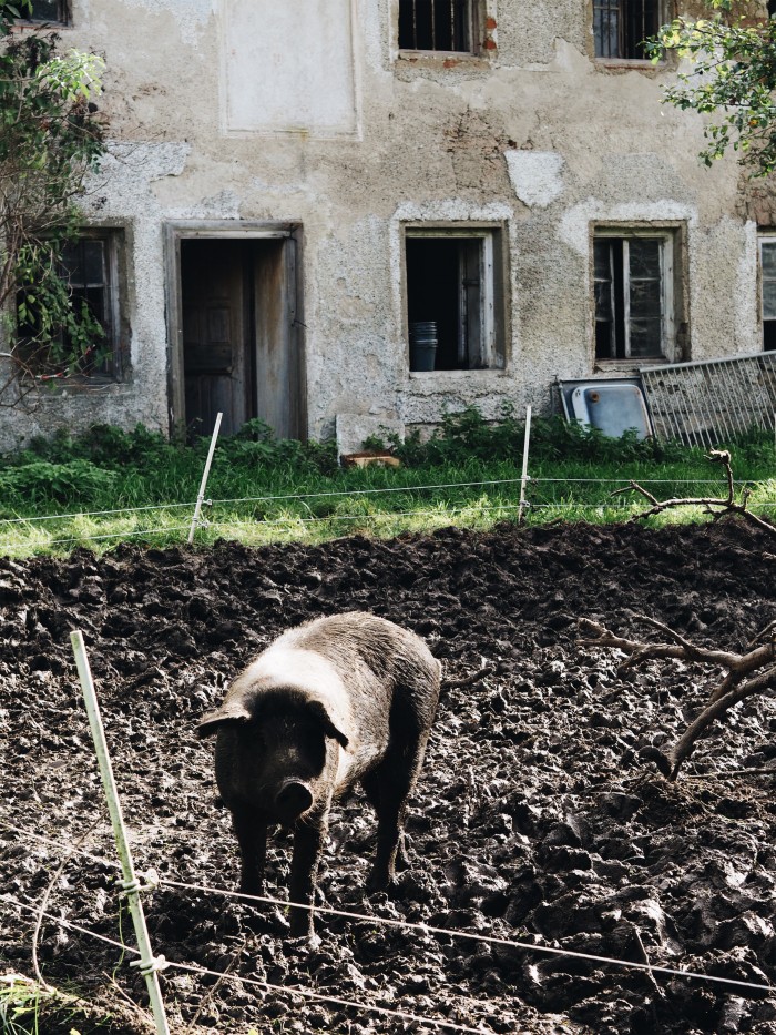 Evafedeveka photography livingwithkids farmlife communitysupported agriculture